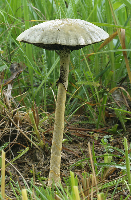 golierovka pologuľovitá Stropharia semiglobata (Batsch) Quél.