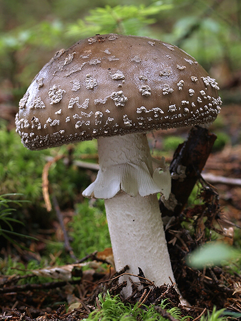 muchotrávka hrubá Amanita excelsa (Fr.) Bertill.