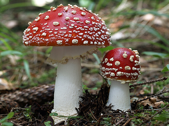 muchotrávka červená Amanita muscaria (L.) Lam.