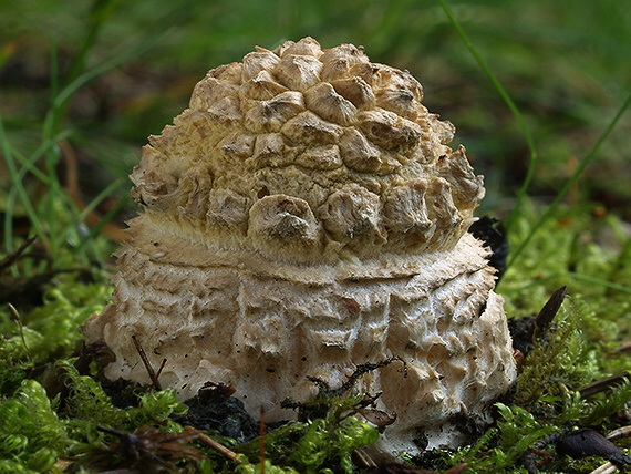 muchotrávka kráľovská Amanita regalis (Fr.) Michael