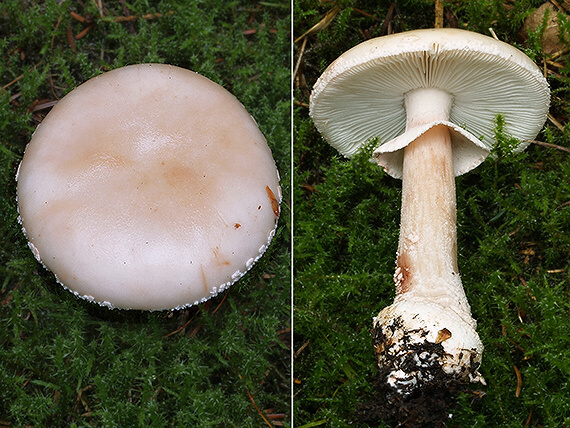 muchotrávka červenkastá Amanita rubescens Pers.