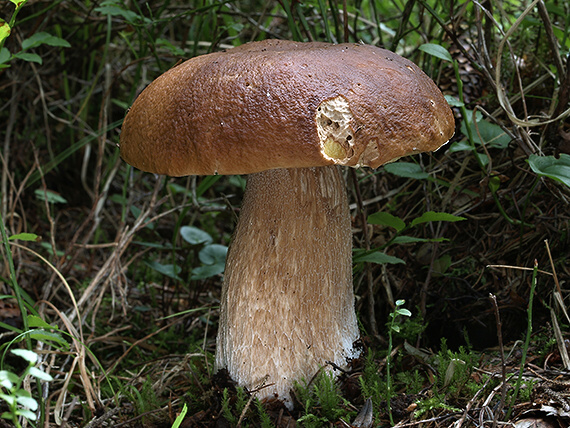 hríb smrekový Boletus edulis Bull.