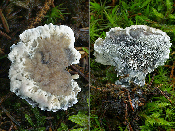 jelenkovka voňavá Hydnellum suaveolens (Scop.) P. Karst.