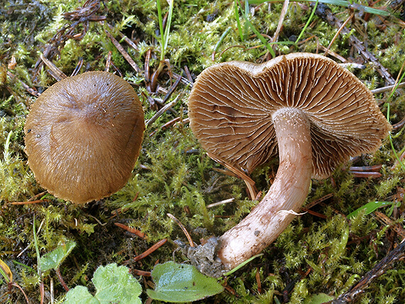 vláknica Inocybe sp.