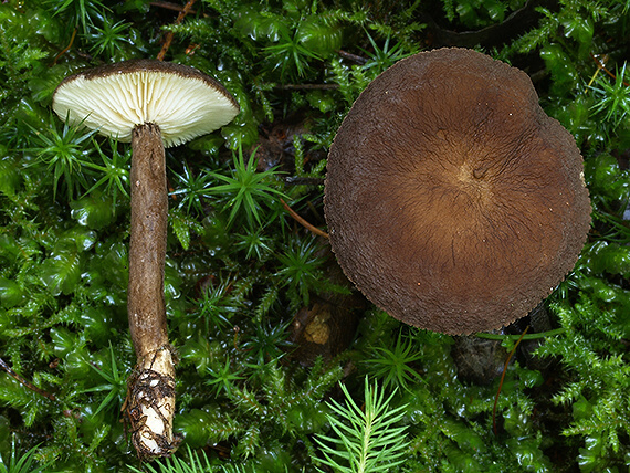 rýdzik čiernozamatový Lactarius lignyotus Fr.