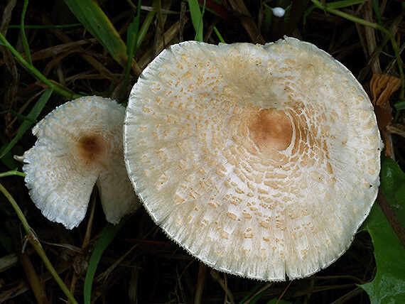 bedlička páchnúca Lepiota cristata Barla