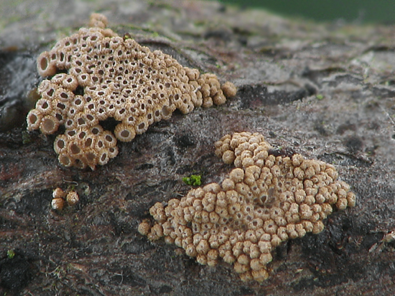 padrobnica zvláštná Merismodes anomala (Pers.) Singer