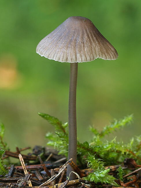 prilbička Mycena sp.