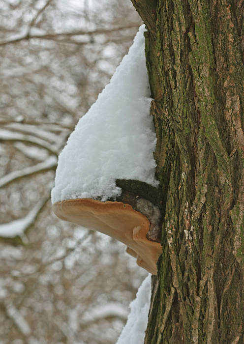 ohňovec topoľový? Phellinus populicola?