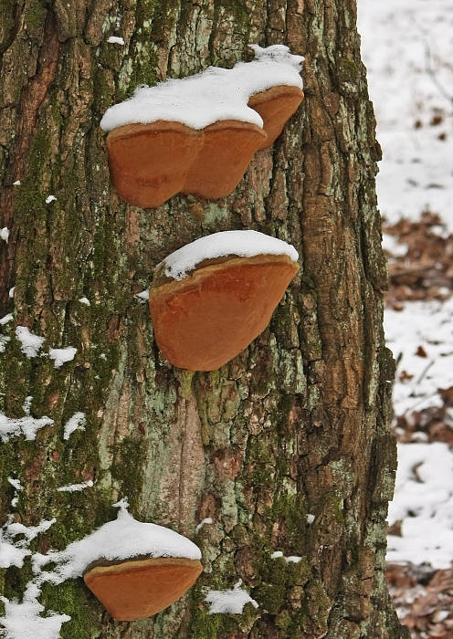 ohňovec Phellinus sp.