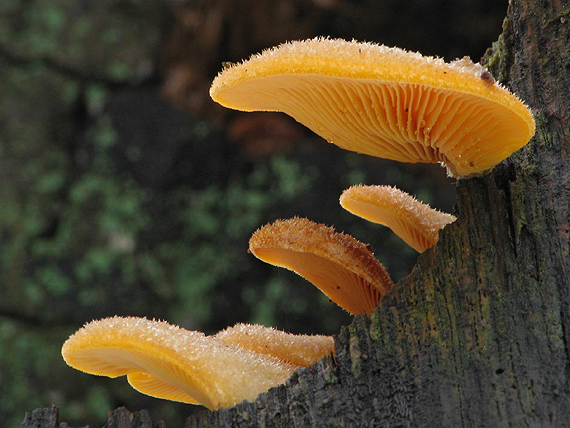 hlivník hniezdovitý Phyllotopsis nidulans (Pers.) Singer