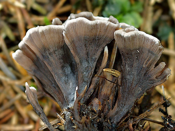 plesňovka smradľavá Thelephora palmata (Scop.) Fr.