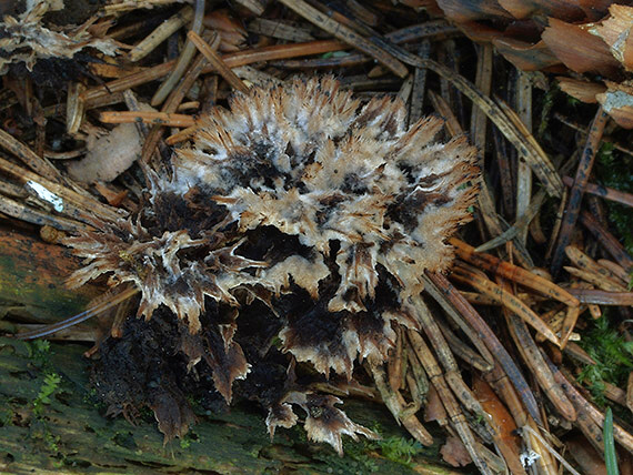 plesňovka zemná Thelephora terrestris Ehrh.