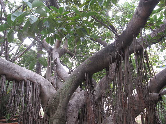 fICUS MACROPHYLLA