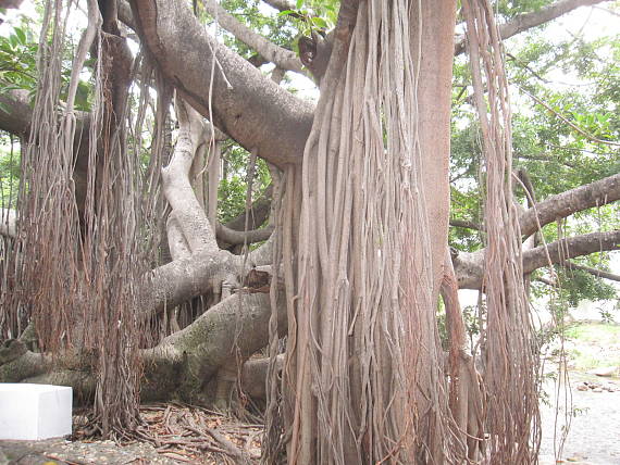 fICUS MACROPHYLLA II.