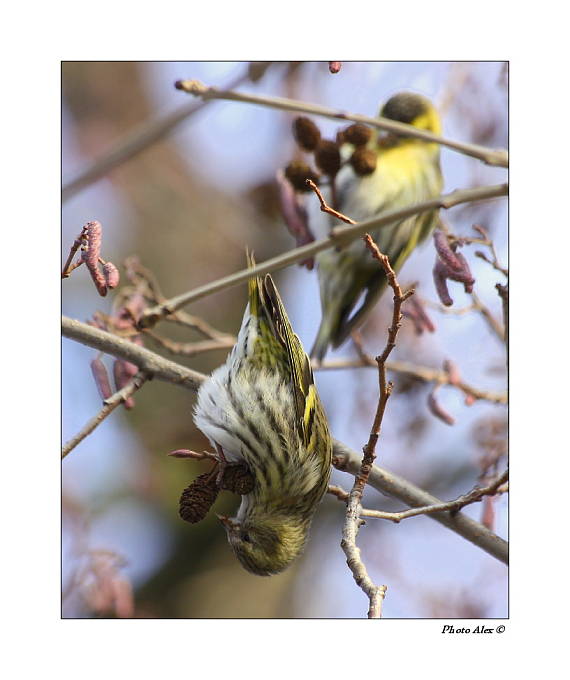 čížek lesní Carduelis spinus