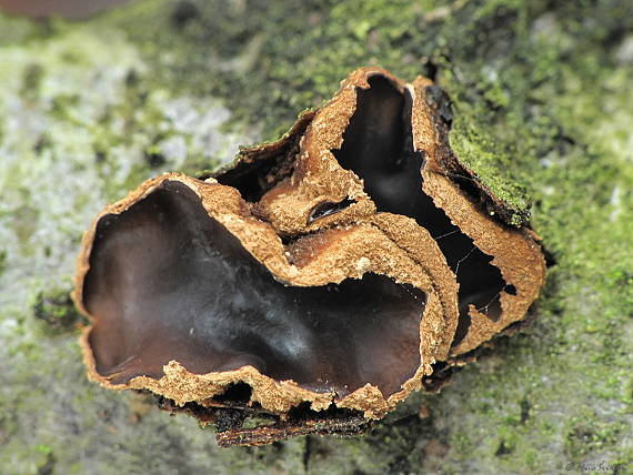 dutinovka otrubnatá Encoelia furfuracea (Roth) P. Karst.