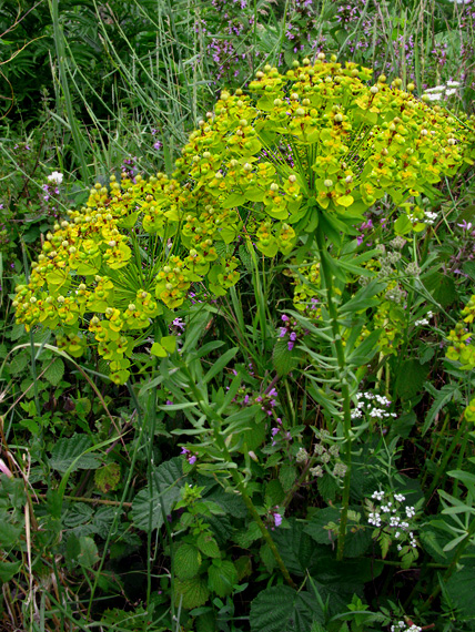 mliečnik (pryšec sivý) Euphorbia seguieriana Neck.