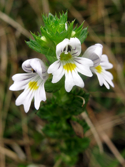 očianka Euphrasia sp.