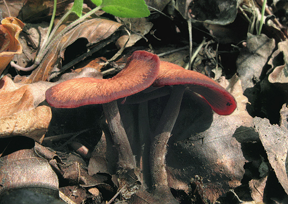 peniazovka hnedočervená? Gymnopus fuscopurpureus (Pers.) Antonín, Halling & Noordel.