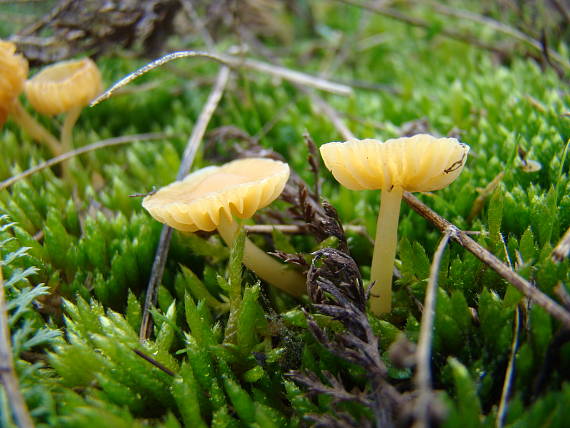 lúčnica Hygrocybe sp.