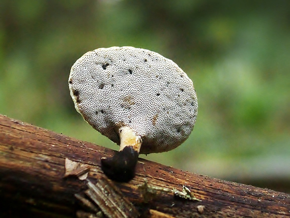 trúdnik Polyporus sp.