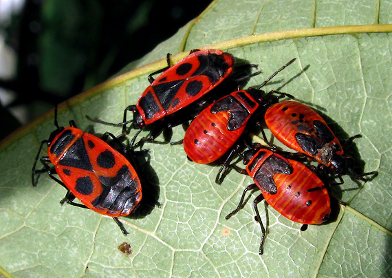 cifruša bezkrídla Pyrrhocoris apterus