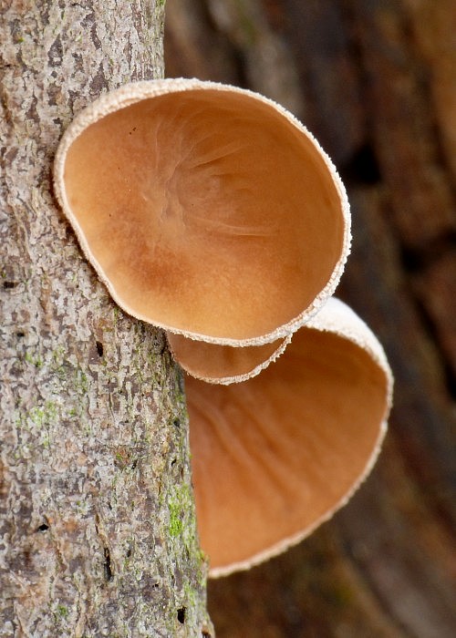 škľabka plstnatá Schizophyllum amplum (Lév.) Nakasone