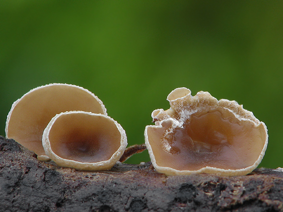 škľabka plstnatá Schizophyllum amplum (Lév.) Nakasone