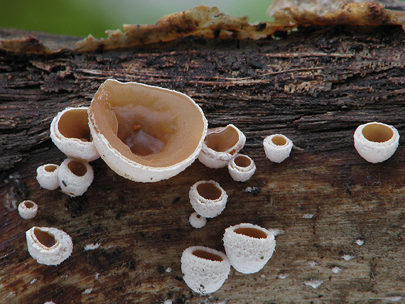 škľabka plstnatá Schizophyllum amplum (Lév.) Nakasone