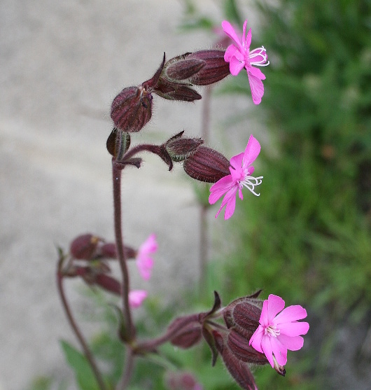 silenka červená-knotovka červená Silene dioica (L.) Clairv.