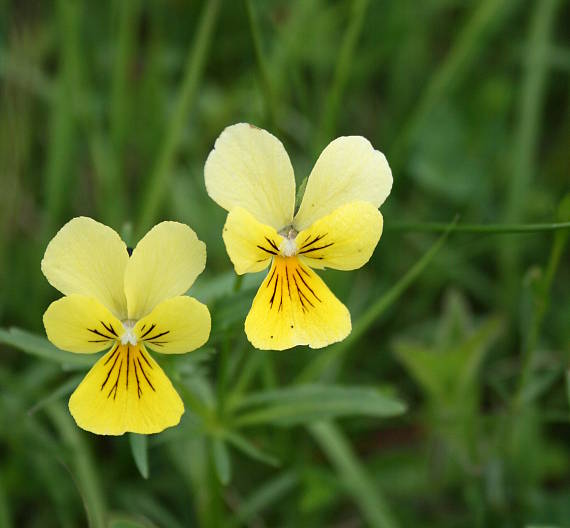 fialka žltá sudetská Viola lutea subsp. sudetica (Willd.) Nyman