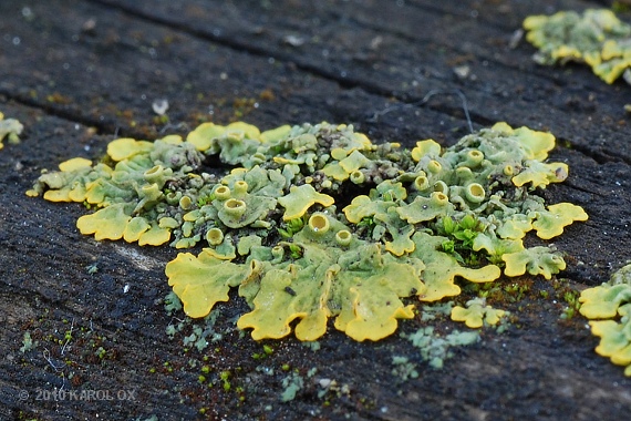 diskovník múrový Xanthoria parietina var. parietina