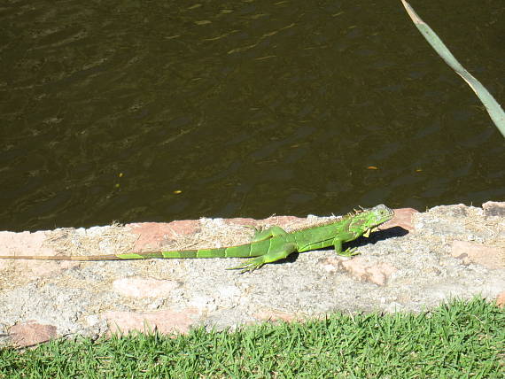 leguan