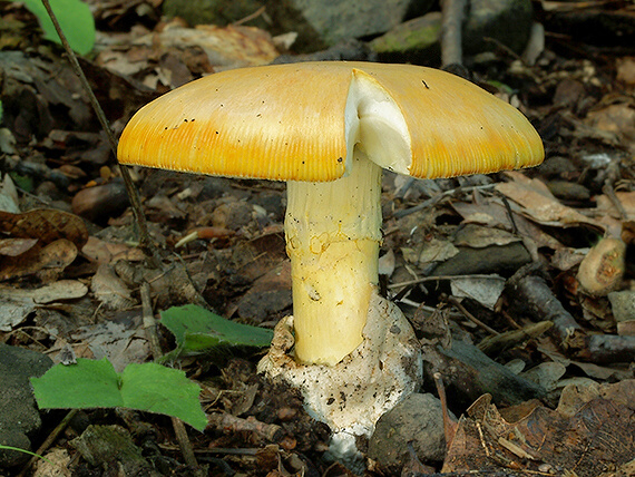 muchotrávka cisárska Amanita caesarea (Scop.) Pers.