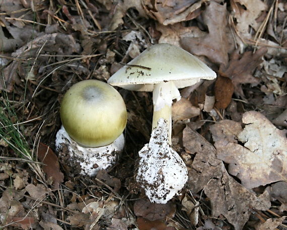 muchotrávka zelená Amanita phalloides (Vaill. ex Fr.) Link