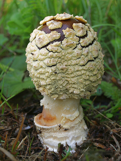 muchotrávka kráľovská Amanita regalis (Fr.) Michael