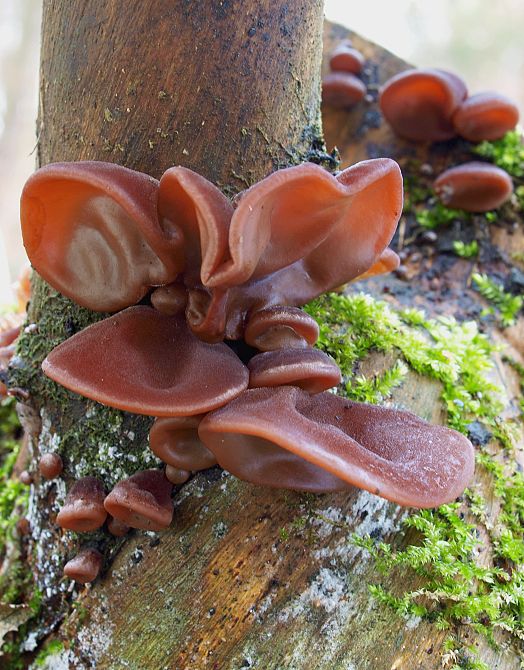 uchovec bazový Auricularia auricula-judae (Bull.) Quél.