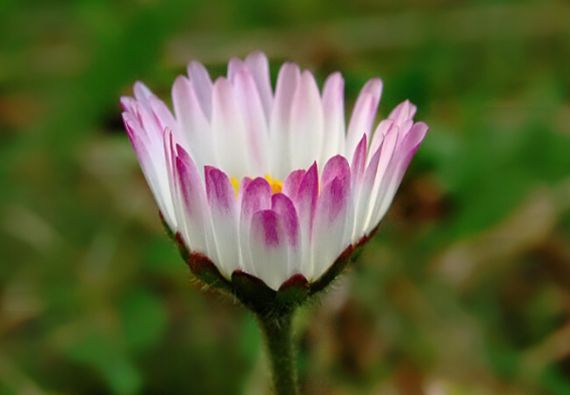 sedmokráska obyčajná Bellis perennis L.