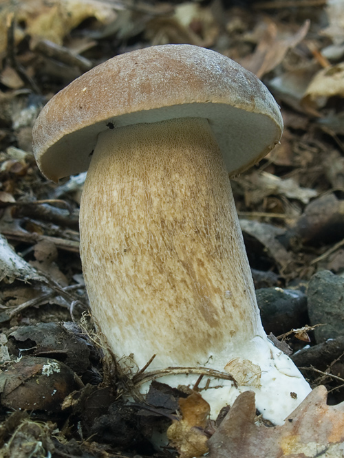 hríb dubový  Boletus reticulatus Schaeff.