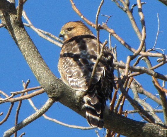 kana paskovana Buteo lineatus