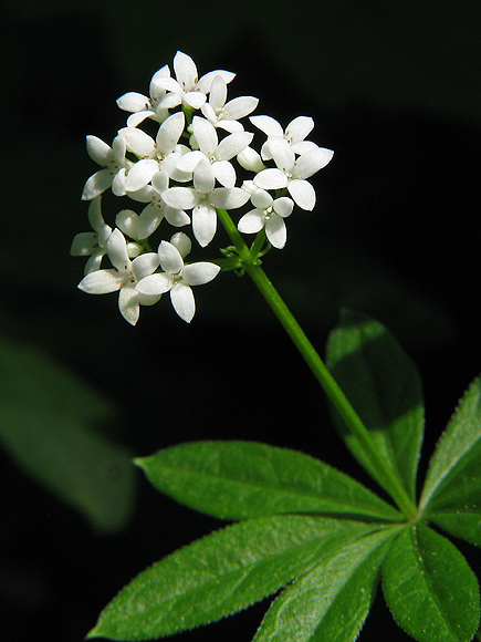 lipkavec marinkový Galium odoratum (L.) Scop.