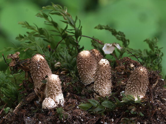 prášnica Lycoperdon sp.