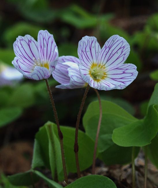 kyslička obyčajná Oxalis acetosella L.