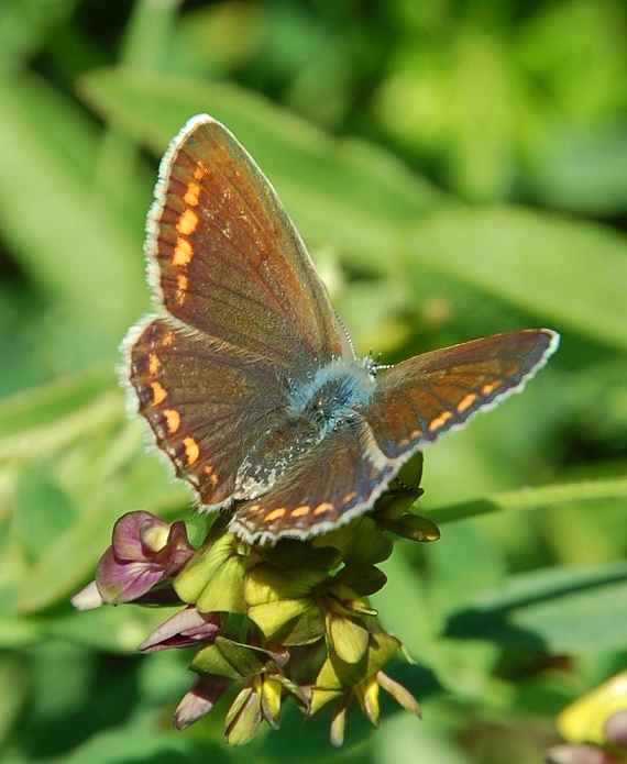 modráčik obyčajný - samička Polyommatus icarus