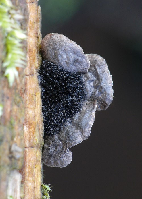 lastúrnik prirastený Resupinatus applicatus (Batsch) Gray