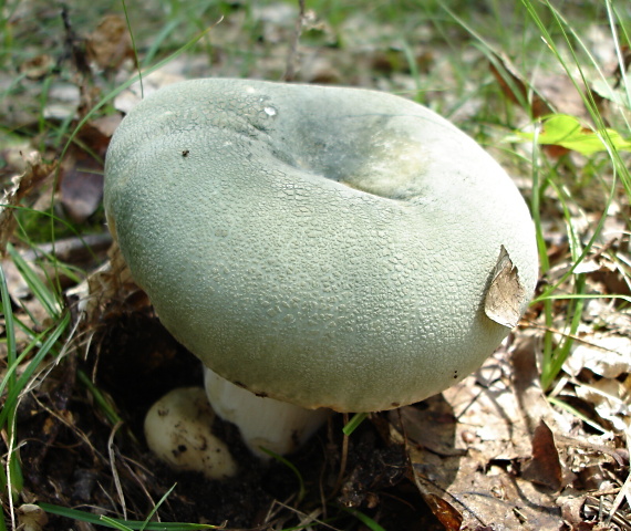 plávka zelenkastá Russula virescens (Schaeff.) Fr.