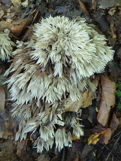 plesňovka belavohnedá Thelephora penicillata (Pers.) Fr.