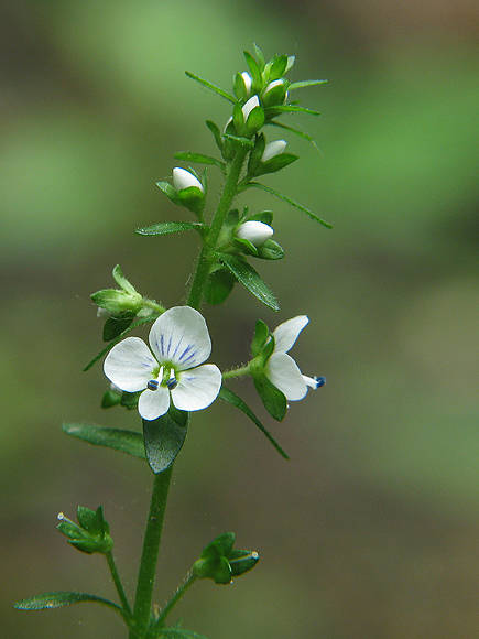 veronika dúškolistá Veronica serpyllifolia L.