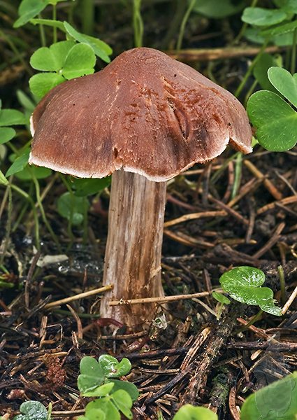 vláknica Inocybe sp.